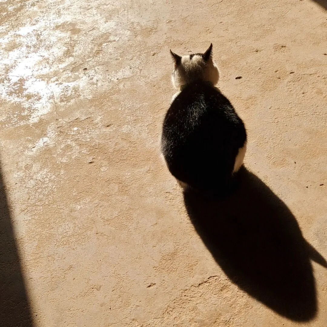 Profile Image of the Author